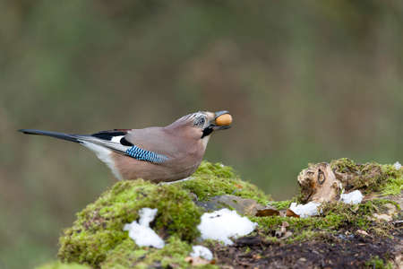 Jay, Garrulus glandarius.Single bird on log, Warwickshire, November 20211の写真素材