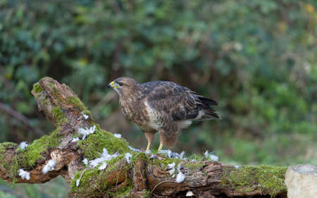 Common buzzard, Buteo buteo, single bird on log, Warwickshire, November 2021の写真素材