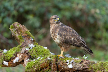 Common buzzard, Buteo buteo, single bird on log, Warwickshire, November 2021の写真素材