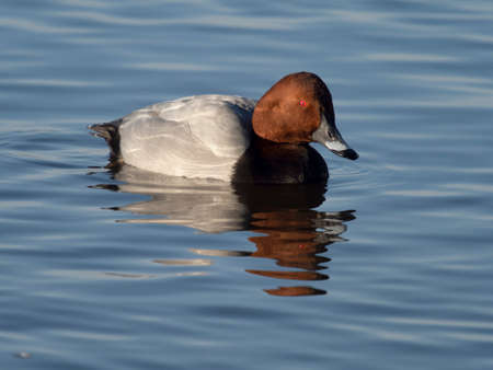 Northern pochard, Aythya ferina, Single male on water, Welney, Norfolk, January 2022の写真素材