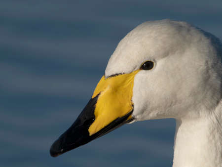 Whooper swan, Cygnus cygnus, single bird head shot, Welney, Norfolk, January 2022の写真素材