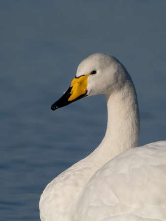 Whooper swan, Cygnus cygnus, single bird head shot, Welney, Norfolk, January 2022の写真素材