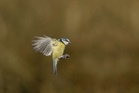 Blue tit, Cyanistes caeruleus, single bird in flight, Warwickshire, January 2022の写真素材