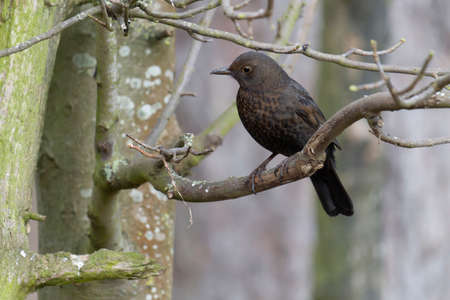 Blackbird, Turdus merula, single female on branch, Warwickshire, Januray 2022