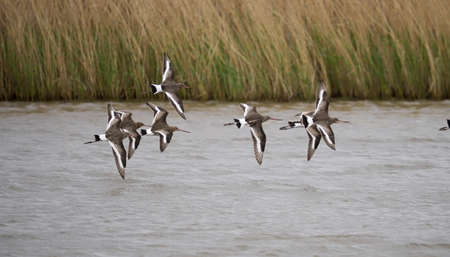 Black-tailed godwit, Limosa limosa, Group of birds in flight, Yorkshire, April 2022の写真素材
