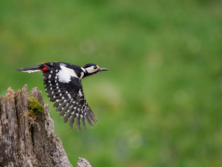 Great-spotted woodpecker, Dendrocopos major, single female in flight, Scotland, May 2022の写真素材