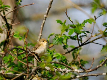 Willow warbler, Phylloscopus trochilus, single bird on branch, Warwickshire, May 2022