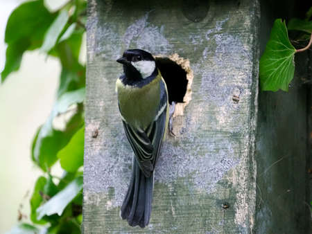 Great tit, Parus major, single bird at nest box, Warwickshire, May 2022