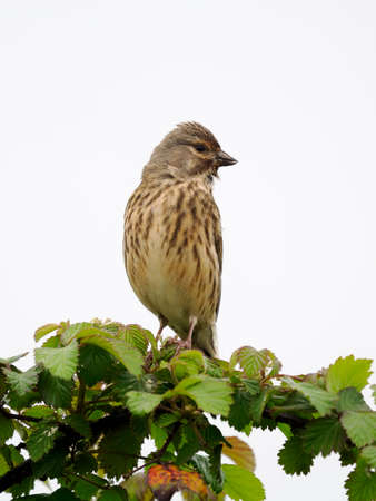 Linnet, Linaria cannabina, single bird on branch, Warwickshire, May 2022の写真素材