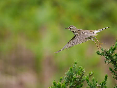 Meadow pipit, Anthus pratensis, single bird in flight, Wales, June 2022の写真素材