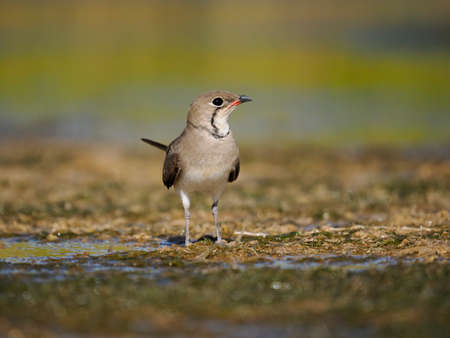 Collared pratincole, Glareola pratincola, single bird by water, Spain, June 2022