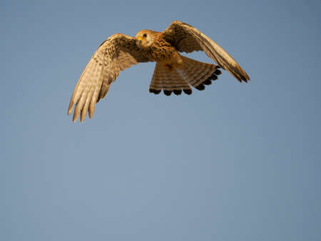 Lesser kestrel, Falco naumanni, single female in flight, Spain, June 2022の写真素材