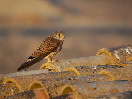 Lesser kestrel, Falco naumanni, Single female on roof, Spain, June 2022の写真素材