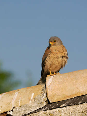 Lesser kestrel, Falco naumanni, Two males fighting on roof, Spain, June 2022の写真素材