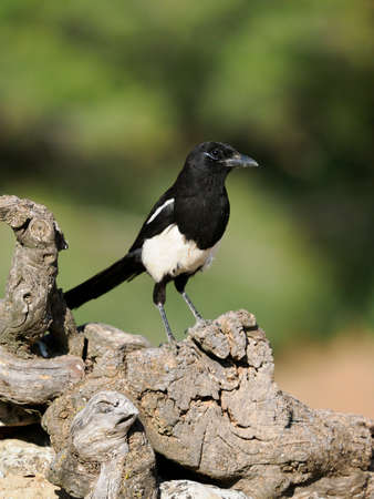Magpie, pica pica, single bird on perch, Spain, June 2022