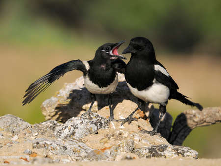 Magpie, pica pica, Adult with young bird, Spain, June 2022の写真素材