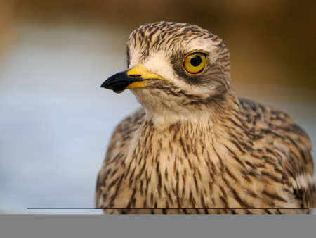 Stone curlew, Burhinus oedicnemus, single bird in water, Spain, June 2022