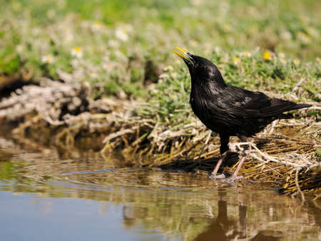 Spotless starling, Sturnus unicolor, single bird by water, Spain, June 2022の写真素材