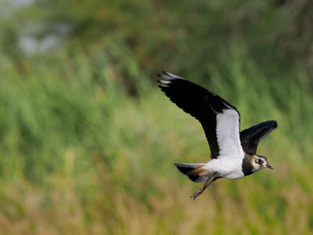 Northern lapwing, Vanellus vanellus, Single bird in flight by water, Spain, June 2022の写真素材