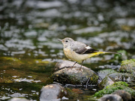 Grey wagtail, Motacilla cinerea, single bird on rock in river, Warwickshireの写真素材