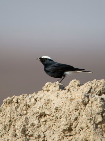 White-crowned black wheatear, Oenanthe leucopyga, single bird on rock, Jordan, October 2022の写真素材