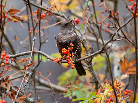Ring ouzel, Turdus torquatus, Single female feeding in Rowan tree, Wales, November 2022の写真素材