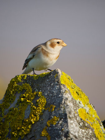Snow bunting, Plectrophenax nivalis, single male on rock, Gloucestershire, October 2022の写真素材