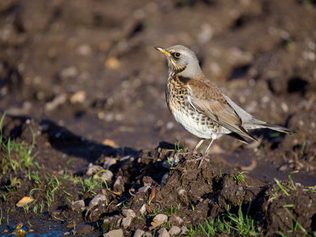 Fieldfare, Turdus pilaris, Single bird on ground, Staffordshire, November 2022