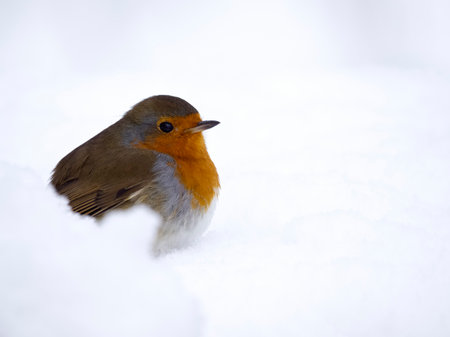 Robin, Erithacus rubecula, single bird in snow, Warwickshire, December 2022の写真素材