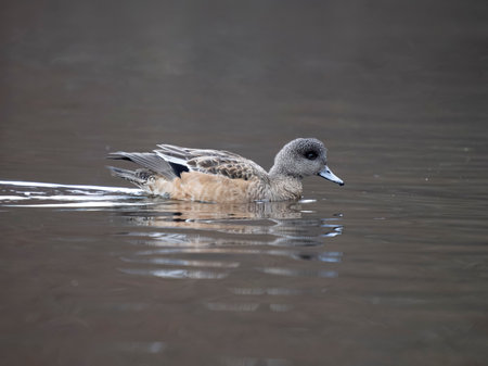 American wigeon, Mareca americana, single female on water, British Columbia, Canada, December 2022の写真素材