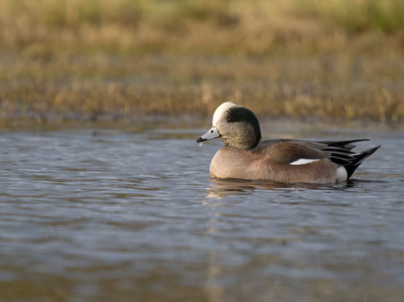 American wigeon, Mareca americana, single male on water, British Columbia, Canada, December 2022の写真素材