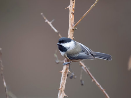 Black-capped chickadee, Poecile atricapillus, single bird on branch, British Columbia, Canada, December 2022の写真素材