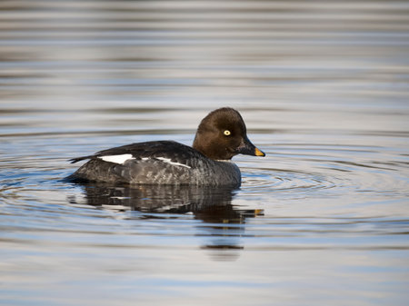 Goldeneye, Bucephala clangula, single female on water, British Columbia, Canada, December 2022の写真素材