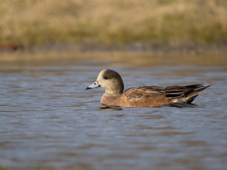 American wigeon, Mareca americana, single male on water, British Columbia, Canada, December 2022の写真素材