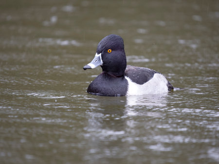 Ring-necked duck, Aythya collaris, single male on water, British Columbia, Canada, December 2022の写真素材
