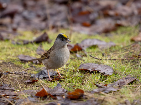 Golden-crowned sparrow, Zonotrichia atricapilla, single bird on ground, British Columbia, Canada, December 2022の写真素材