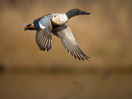 Northern shoveler, Spatula clypeata, single male in flight, British Columbia, Canada, December 2022の写真素材