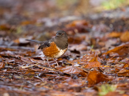 Spotted towhee, Pipilo maculatus, single bird on ground, British Columbia, Canada, December 2022の写真素材