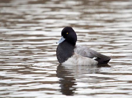 Lesser scaup, Aythya affinis, single male on water, British Columbia, Canada, December 2022の写真素材