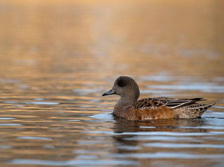 American wigeon, Mareca americana, single female on water, British Columbia, Canada, December 2022の写真素材
