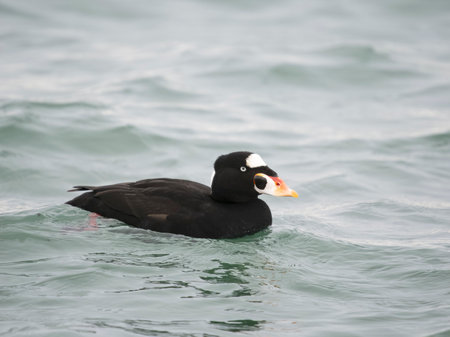 Surf scoter, Melanitta perspicillata, single male on water, British Columbia, Canada, December 2022の写真素材