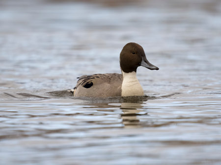 Northern pintail, Anas acuta, single male on water, British Columbia, Canada, December 2022の写真素材