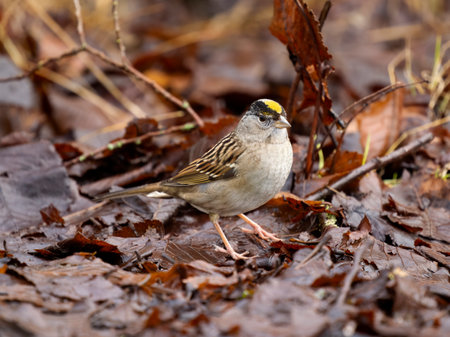 Golden-crowned sparrow, Zonotrichia atricapilla, single bird on ground, British Columbia, Canada, December 2022の写真素材