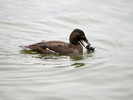 Surf scoter, Melanitta perspicillata, single female on water, British Columbia, Canada, December 2022の写真素材
