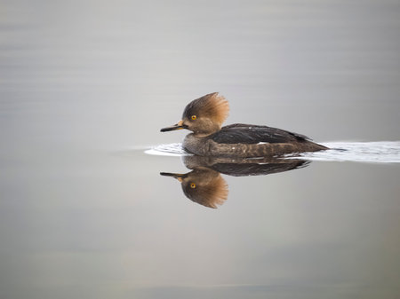 Hooded merganser, Lophodytes cucullatus, single female on water, British Columbia, Canada, December 2022の写真素材