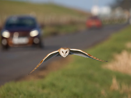 Barn owl, Tyto alba, single bird in flight along road, Norfolk, February 2023の写真素材