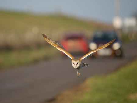Barn owl, Tyto alba, single bird in flight along road, Norfolk, February 2023の写真素材