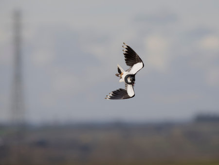 Northern lapwing, Vanellus vanellus, single bird in flight, Kent, March 2023
