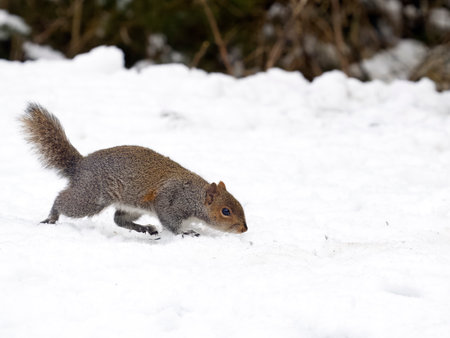 Grey squirrel, Sciurus carolinensis, single mammal in snow, Warwickshire, March 2023の写真素材