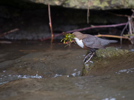 Dipper, Cinclus cinclus, single bird with nest material, Derbyshire, March 2023の写真素材